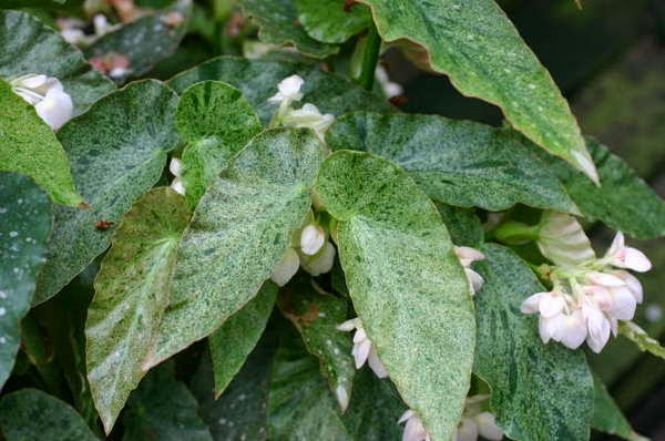 B. ‘Amenoshizuku’